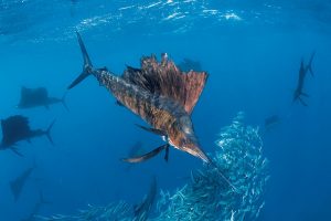 4 días de pesca deportiva en Quepos, Costa Rica